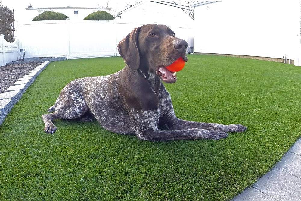  artificial turf for dogs